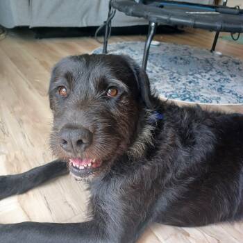 Chevy -  Labrador Retriever and Wirehaired Terrier Dog for Adoption in Columbia, Missouri - Chevy | PetCurious