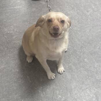 Mixed Breed Dogs Available for Adoption in West Chester, Pennsylvania - Shayla Chunks | PetCurious