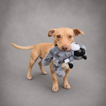 Sinclair -  Dachshund and Terrier Dog for Adoption in Hardeeville, South Carolina - Sinclair | PetCurious