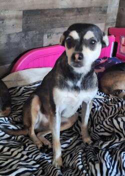 Rescue Chihuahua Dogs for Adoption in St. Augustine, Florida - Gage | PetCurious