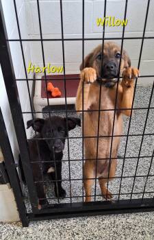 Willow and Harlow -  Shepherd Dog for Adoption in Stanton, Kentucky - Willow And Harlow | PetCurious