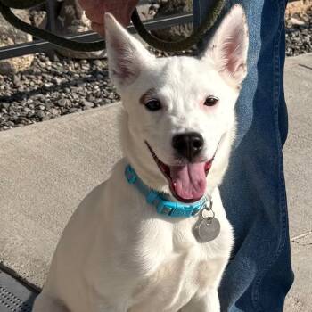 Rescue Mixed Breed Dogs for Adoption in Cedaredge, Colorado - Bentley | PetCurious