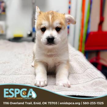 Mixed Breed Dogs Available for Adoption - Honey Chamomile | PetCurious