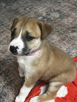 Terrier Dogs Available for Adoption in Colorado Springs, Colorado - Shelly | PetCurious