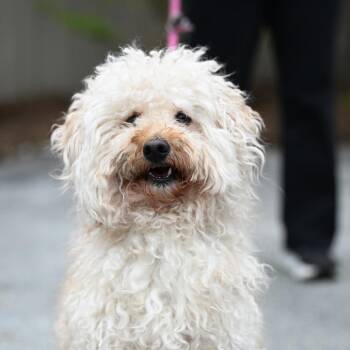 Cockapoo Dogs Available for Adoption in Chester Springs, Pennsylvania - Nylo | PetCurious