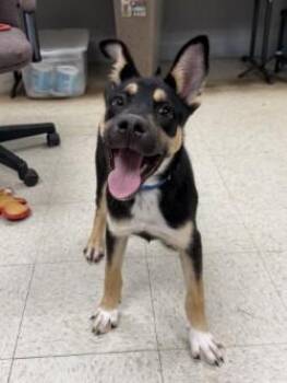 Opie -  Shepherd Dog for Adoption in Henderson, Texas - Opie | PetCurious