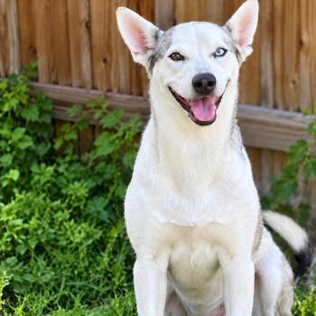 Nini -  Siberian Husky Dog for Adoption in Harlingen, Texas - Nini | PetCurious