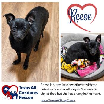 Chihuahua Dogs Available for Adoption in Alvarado, Texas - Reese | PetCurious