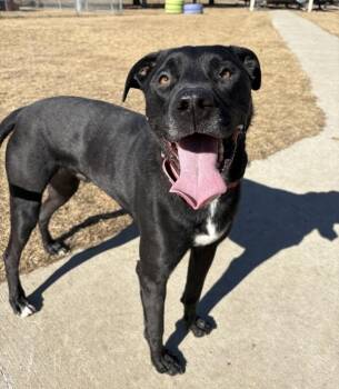Toby -  Labrador Retriever Dog for Adoption in Sioux City, Iowa - Toby | PetCurious