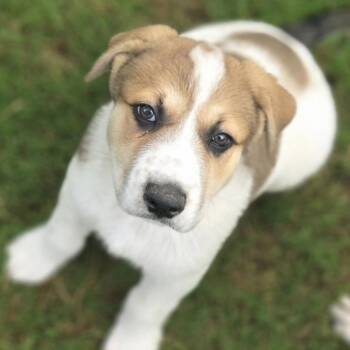 German Shepherd Dog Dogs Available for Adoption in Krum, Texas - Stormy | PetCurious