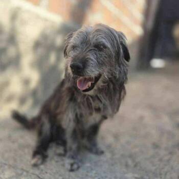 Terrier and Mixed Breed Dogs Available for Adoption - Lottie | PetCurious