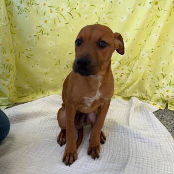 Mixed Breed Dogs Available for Adoption in West Olive, Michigan - Banner | PetCurious