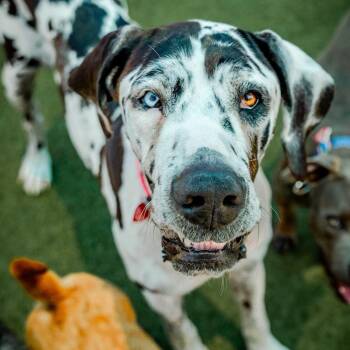 Felicity -  Great Dane Dog for Adoption in Colorado Springs, Colorado - Felicity | PetCurious