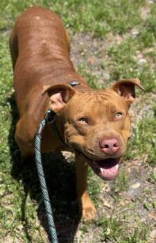 Rescue American Staffordshire Terrier Dogs for Adoption in Fort Lauderdale, Florida - RED | PetCurious