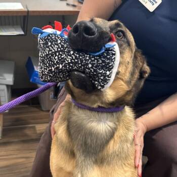 Anders -  German Shepherd Dog Dog for Adoption in Reno, Nevada - Anders | PetCurious