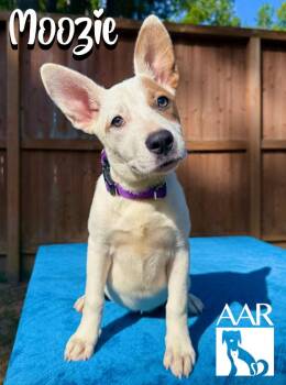 Moozie -  Jack Russell Terrier and Mixed Breed Dog for Adoption in Magnolia, Texas - Moozie | PetCurious