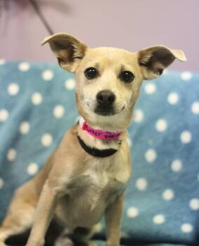 Chihuahua Dogs Available for Adoption in Manchester, New Hampshire - Peanut In NH! Come Meet Our Adoptable Dogs Wednesday-Saturday. M | PetCurious