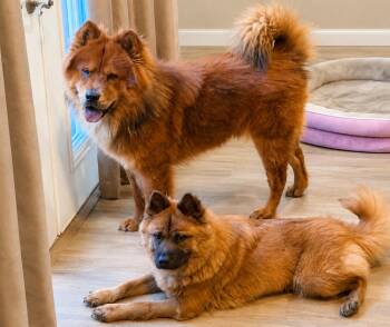 MAX -  Chow Chow Dog for Adoption in San Antonio, Texas - MAX | PetCurious