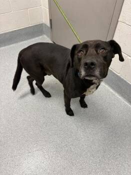 OREO -  Pit Bull Terrier and Labrador Retriever Dog for Adoption in Indianapolis, Indiana - OREO | PetCurious