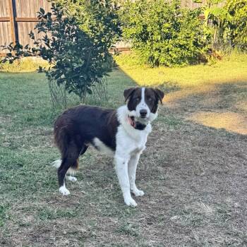 Rescue Border Collie Dogs for Adoption in The Woodlands, Texas - Odie (78) | PetCurious