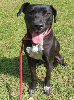 Labrador Retriever and Mixed Breed Dogs Available for Adoption in Fort Lauderdale, Florida - SPRING | PetCurious