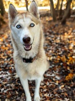 Ruby -  Husky Dog for Adoption in Sumter, South Carolina - Ruby | PetCurious