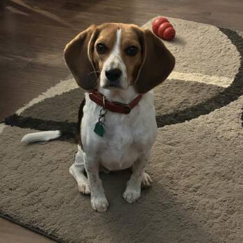 Issy -  Beagle Dog for Adoption in Austin, Texas - Issy | PetCurious