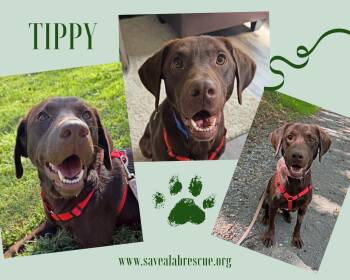 Tippy -  Labrador Retriever and Chocolate Labrador Retriever Dog for Adoption in Middletown, Rhode Island - Tippy | PetCurious