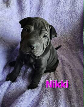 Shar Pei Dogs Available for Adoption in West Peoria, Illinois - Nikki | PetCurious