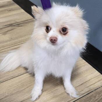 AHNJ-Stray-121387 -  Pomeranian Dog for Adoption in Newark, New Jersey - AHNJ-Stray-121387 | PetCurious