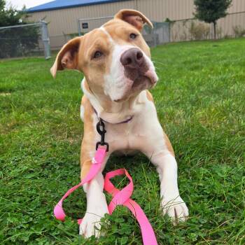 Autumn -  American Staffordshire Terrier and Mixed Breed Dog for Adoption in Champaign, Illinois - Autumn | PetCurious
