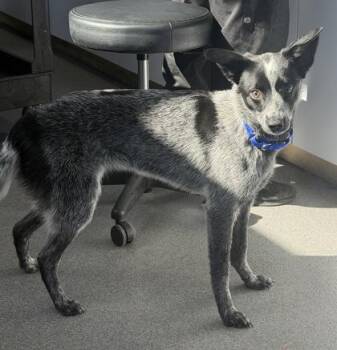 Mixed Breed Dogs Available for Adoption in West Chester, Pennsylvania - BLUEBELL | PetCurious