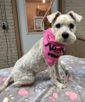 Libby -  Miniature Schnauzer Dog for Adoption in Denison, Iowa - Libby | PetCurious