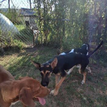 Leo -  German Shepherd Dog Dog for Adoption in Manchester, New Hampshire - Leo | PetCurious