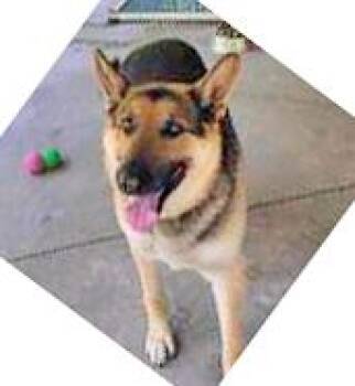 Rescue German Shepherd Dog Dogs for Adoption in Portsmouth, Ohio - Kirby | PetCurious