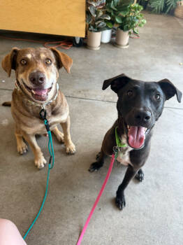 Rescue Mixed Breed Dogs for Adoption in San Diego, California - Ruza | PetCurious