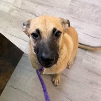Jac-o-lyn -  Mixed Breed Dog for Adoption in Emporia, Kansas - Jac-o-lyn | PetCurious
