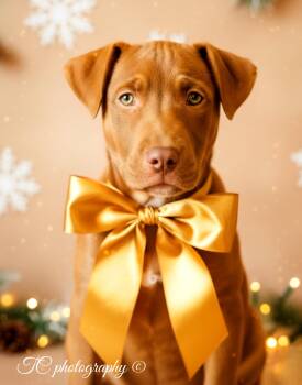 Rescue Weimaraner and American Bulldog Dogs for Adoption in Nahunta, Georgia - HOLLY | PetCurious