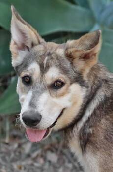 Georgia von Geldern -  German Shepherd Dog and Husky Dog for Adoption in Los Angeles, California - Georgia Von Geldern | PetCurious