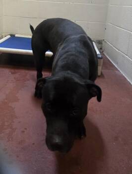 Khol -  Pit Bull Terrier Dog for Adoption in Salisbury, Maryland - Khol | PetCurious