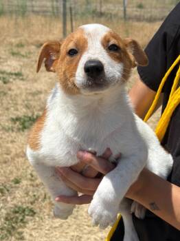 Indy -  Cattle Dog and Mixed Breed Dog Available for Adoption in Vacaville, California - Indy | PetCurious