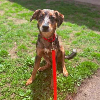 Mixed Breed Dogs Available for Adoption in Fenton, Michigan - Olive  | PetCurious