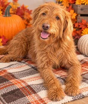 Fiona -  Labrador Retriever and Poodle Dog for Adoption in Ashville, Ohio - Fiona | PetCurious