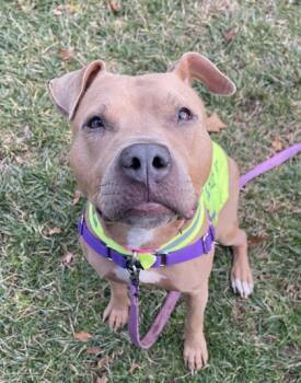 Rescue Pit Bull Terrier and Mixed Breed Dogs for Adoption in Morristown, New Jersey - Corn Pudding | PetCurious