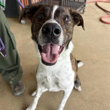 Lakin -  Wirehaired Terrier and Boxer Dog for Adoption in Bentonville, Arkansas - Lakin | PetCurious