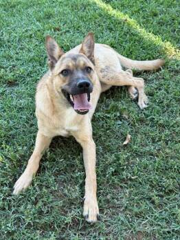 MILEY -  Belgian Shepherd Malinois Dog for Adoption in Riverside, California - MILEY | PetCurious