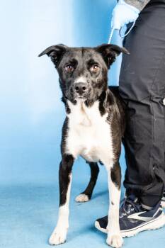 Retriever and Mixed Breed Dogs Available for Adoption - Isabelle | PetCurious