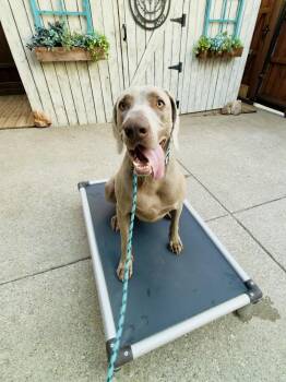 Weimaraner Dogs Available for Adoption in Dallas, Texas - Clyde (was Klay & Clive) | PetCurious
