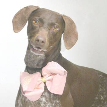 German Shorthaired Pointer Dogs Available for Adoption - Sophie | PetCurious