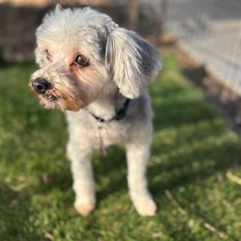 Yorkshire Terrier and Maltese Dogs Available for Adoption - Benji | PetCurious